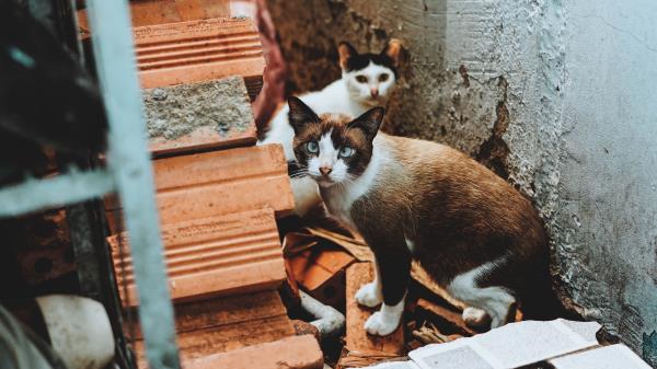 Cats Outside Ruins Wallpaper