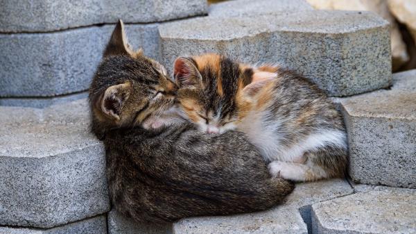 Cats Wallpaper