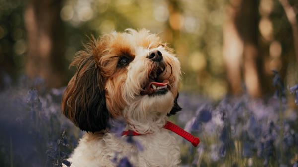 Cavachon Dog Puppy Wallpaper