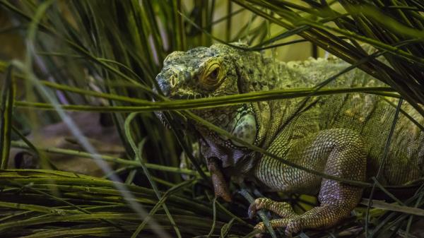 Chameleon Grass Animal Wallpaper