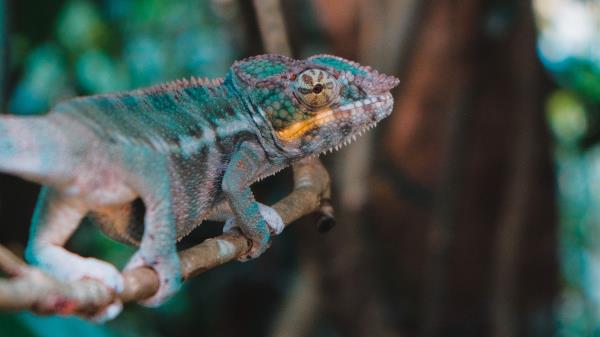 Chameleon Lizard Branch Wallpaper