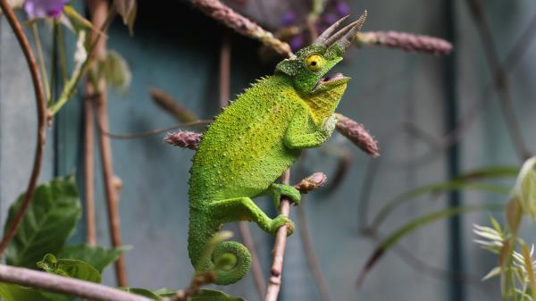 Chameleon Reptile Branch Lizard Wallpaper