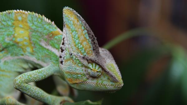 Chameleon Reptile Color Wallpaper