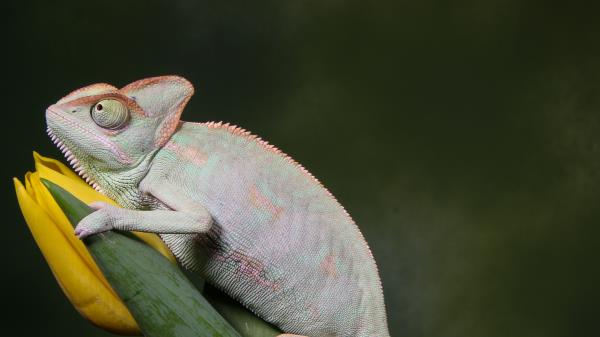 Chameleon Reptile Flower Wallpaper