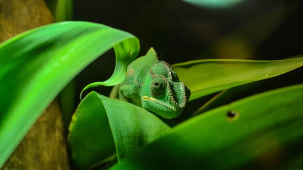Chameleon Reptile Foliage Color Disguise Wallpaper