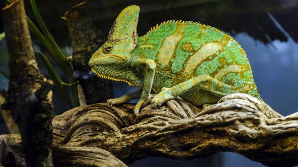 Chameleon Reptile Green Wallpaper