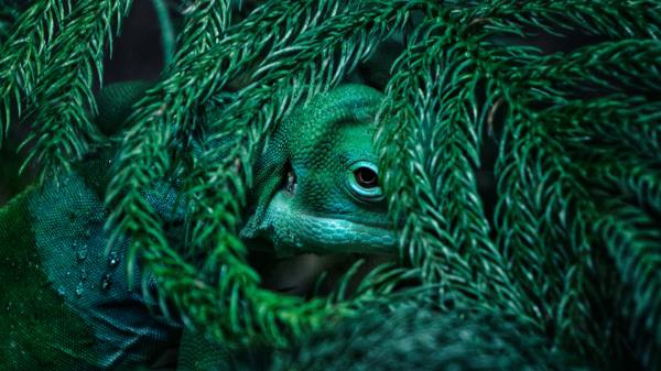 Chameleon Reptile Mimicry Wallpaper