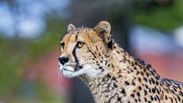 Cheetah Big Cat Face Image Wallpaper