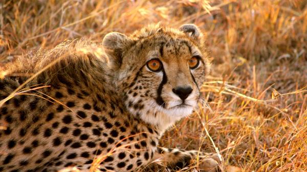 Cheetah Big Cat Fright Lie Wallpaper