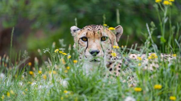 Cheetah Big Cat Glance Wallpaper