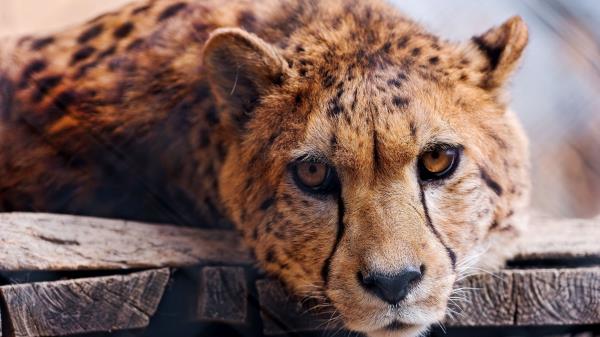 Cheetah Face Eye Predato Wallpaper