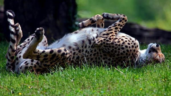 Cheetah Grass Tumble Predator Lying Wallpaper