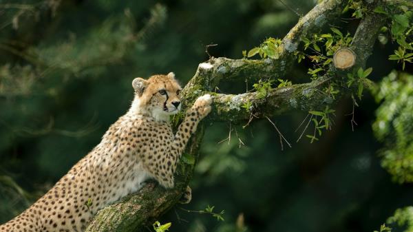 Cheetah Hd Wallpaper