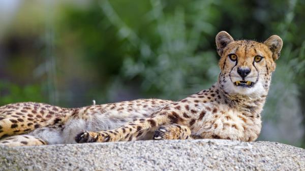 Cheetah Jaws Fangs Image Wallpaper