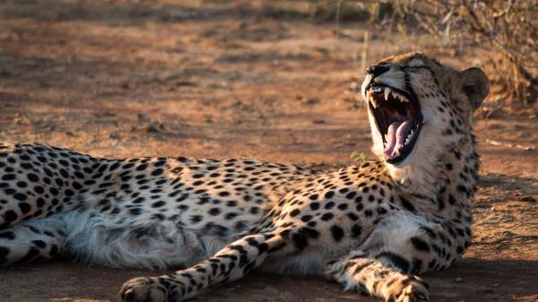 Cheetah Jaws Fangs Wallpaper