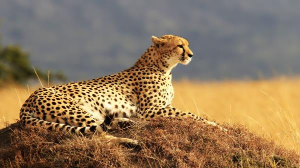 Cheetah Maasai Mara National Reserve Kenya Safari Hd Wallpaper