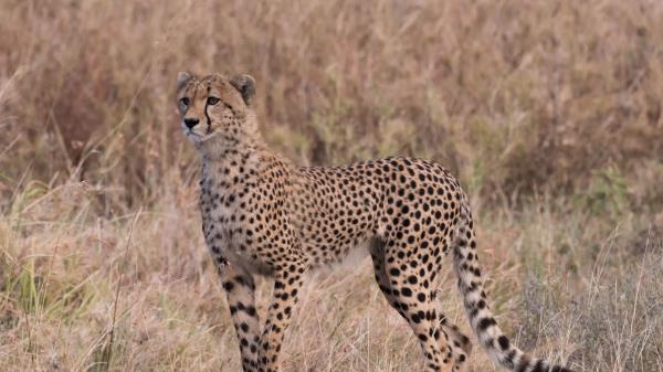 Cheetah Predator Big Cat Wallpaper