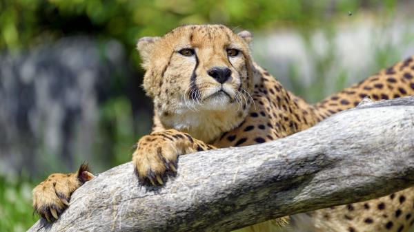 Cheetah Predator Glance Wallpaper