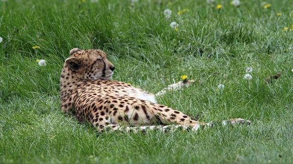 Cheetah Predator Grass Lies Wallpaper