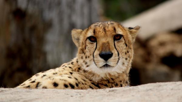 Cheetah Predator Muzzle Wallpaper