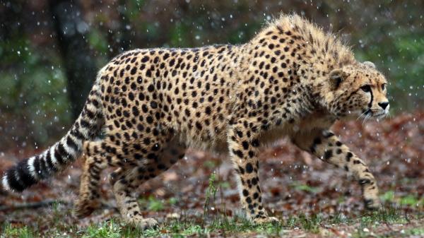 Cheetah Wallpaper
