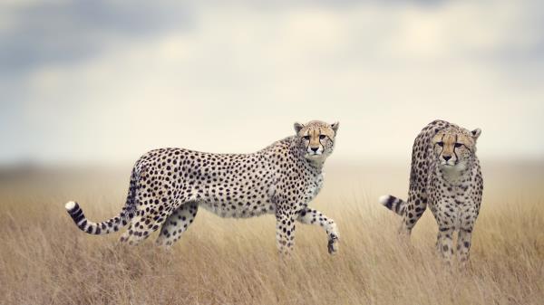 Cheetah Wildlife Hd Wallpaper
