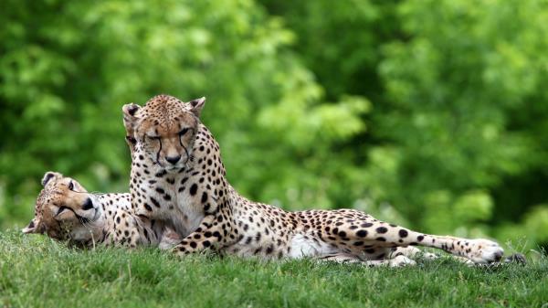 Cheetahs Couple Grass Predators Li Wallpaper