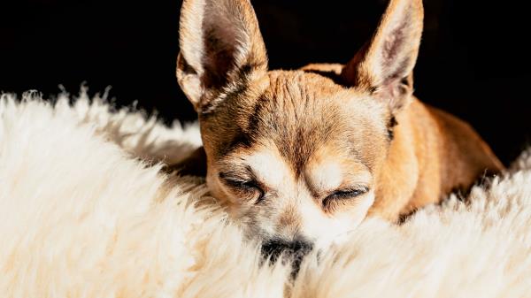 Chihuahua Dog Brown Wallpaper