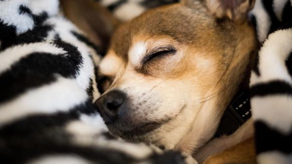 Chihuahua Dog Sleep Wallpaper