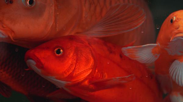 Chinese Carp Carp Fish Image Wallpaper