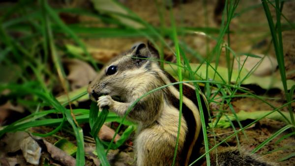 Chipmunk Grass Leaves Wallpaper