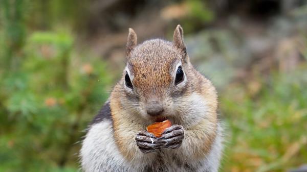 Chipmunk Rodent Animal Wallpaper