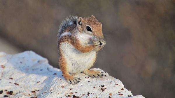 Chipmunk Rodent Fluffy Image Wallpaper