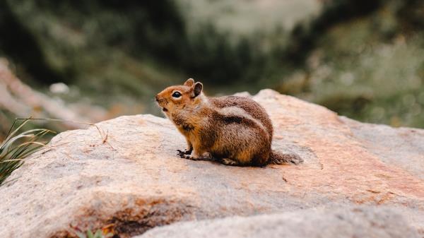 Chipmunk Rodent Fluffy Wallpaper
