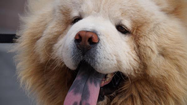 Chow Chow Dog Muzzle Fluffy Wallpaper