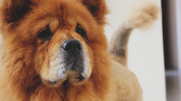Chow Chow Dog Muzzle Wallpaper
