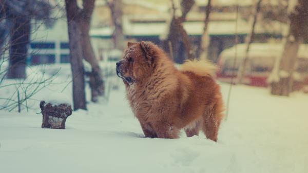 Chow Chow Dog Snow Wallpaper