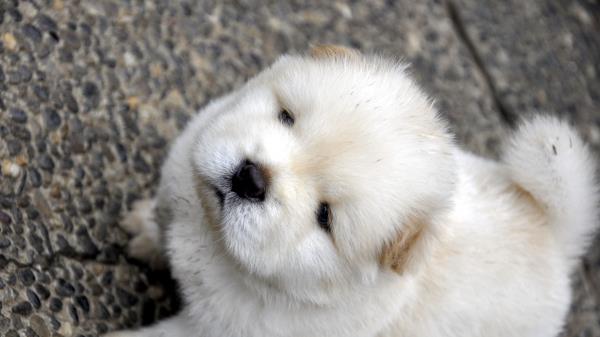 Chow Chow Puppy Baby Light Wallpaper