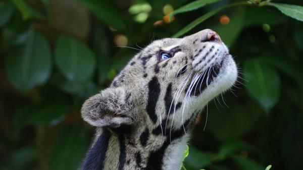 Clouded Leopard Wild Cat Snout Spotted Wallpaper
