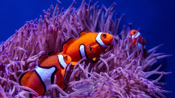 Clown Fish Fish Corals Image Wallpaper