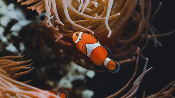 Clown Fish Fish Corals Picture Wallpaper