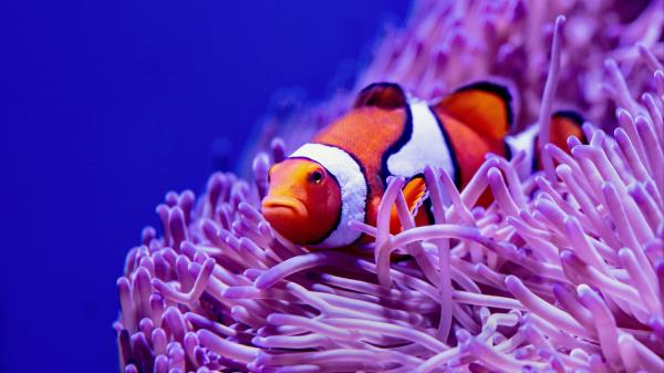 Clown Fish Fish Corals Wallpaper