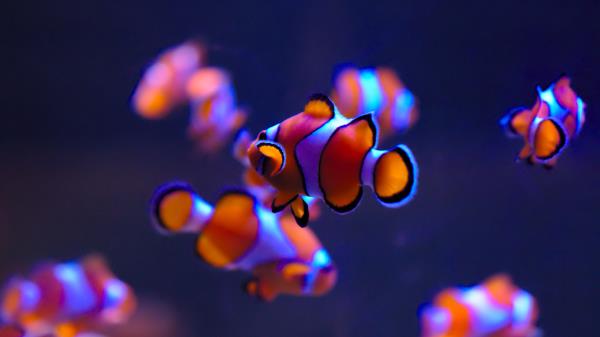 Clownfish Sea Life Aquarium Deep Blue Auckland Wallpaper