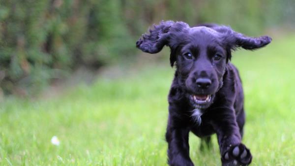 Cocker Spaniel Puppy Walking Wallpaper