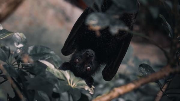 Common Pipistrelle Branch Look Out Wallpaper