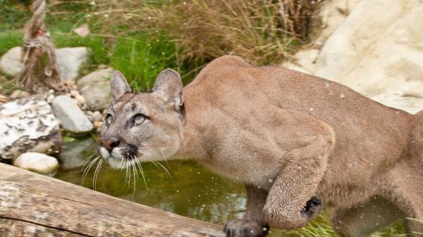 Cougar Fear Attention Water Grass Wallpaper