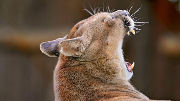 Cougar Yawn Muzzl Wallpaper