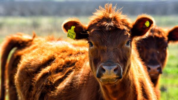 Cow Face Color Pasture Wallpaper