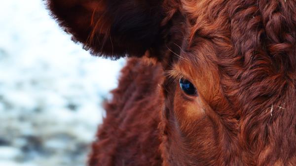 Cow Face Eyes Hair Wallpaper