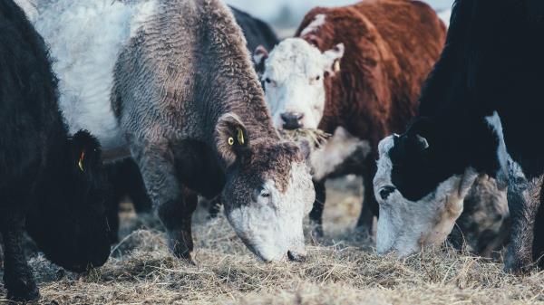 Cows Bulls Pasture Wallpaper
